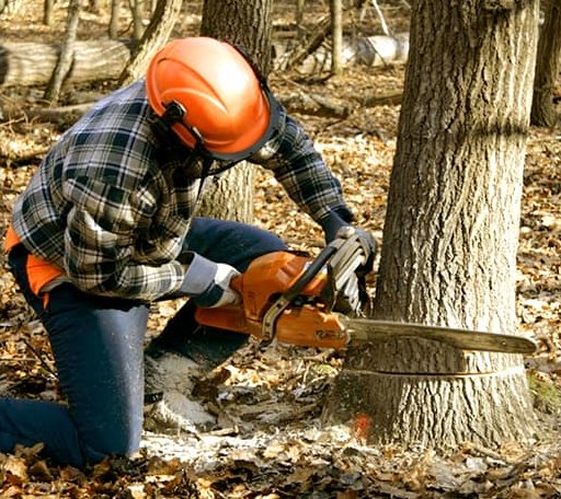 Tree Removal in Lathrop, MO